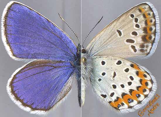 http://www.gorodinski.ru/lycaenidae/Plebejus mongolica.jpg